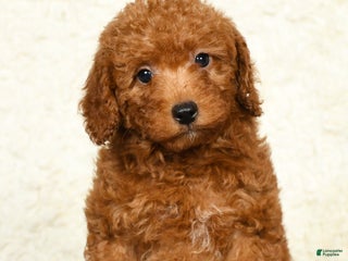 Miniature Labradoodle dogs - Ad 21