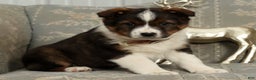Australian Shepherd dogs for sale: Luna - Ad 4