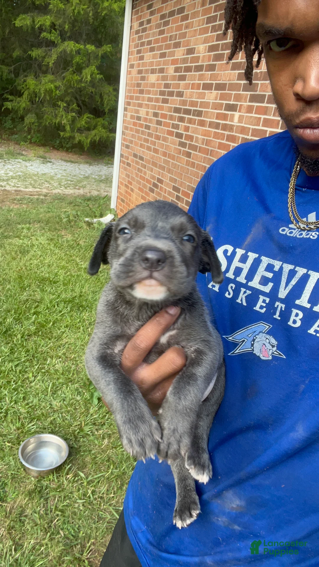 American Pit Bull Terrier dogs for sale: American Pit Bull Terrier 1 - Ad 2