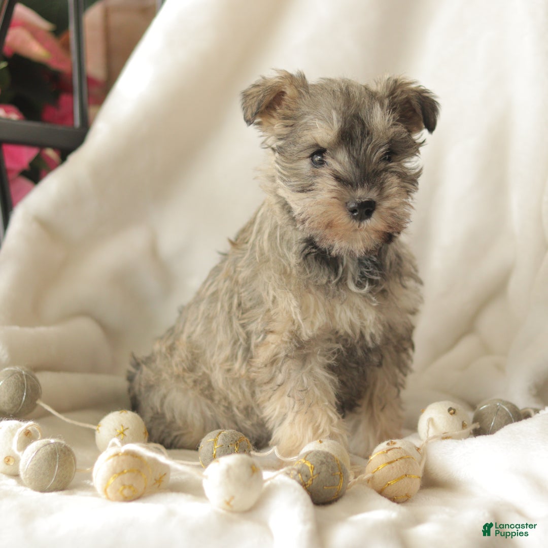 Miniature Schnauzer dogs for sale: Moon Light - Ad 6