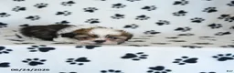 Shih Tzu dogs for sale: Klondike - Ad 3