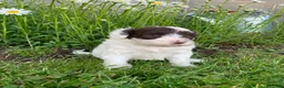 Portuguese Water Dog dogs for sale: Ivy - Ad 5