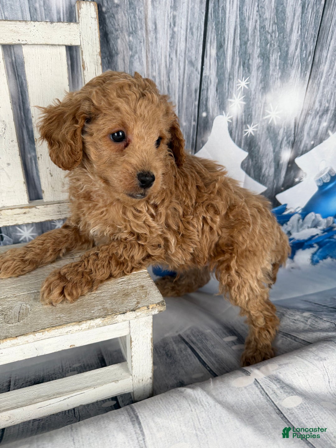 Cavapoo dogs for sale: Willy - Ad 4