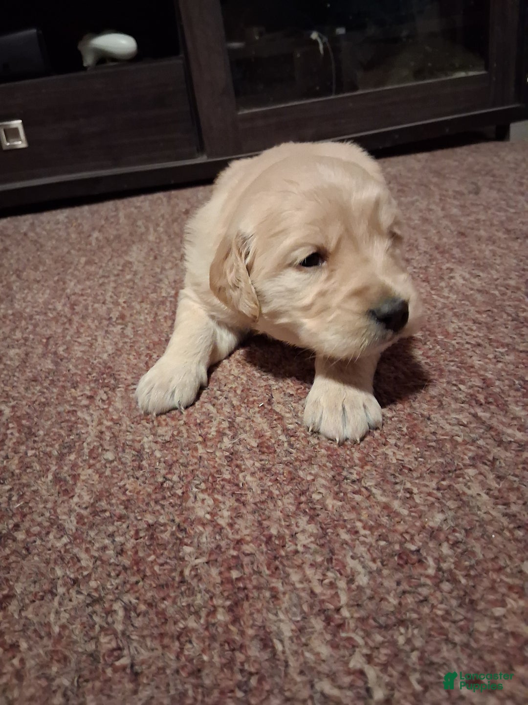 Golden Retriever dogs for sale: Sweetheart  - Ad 5