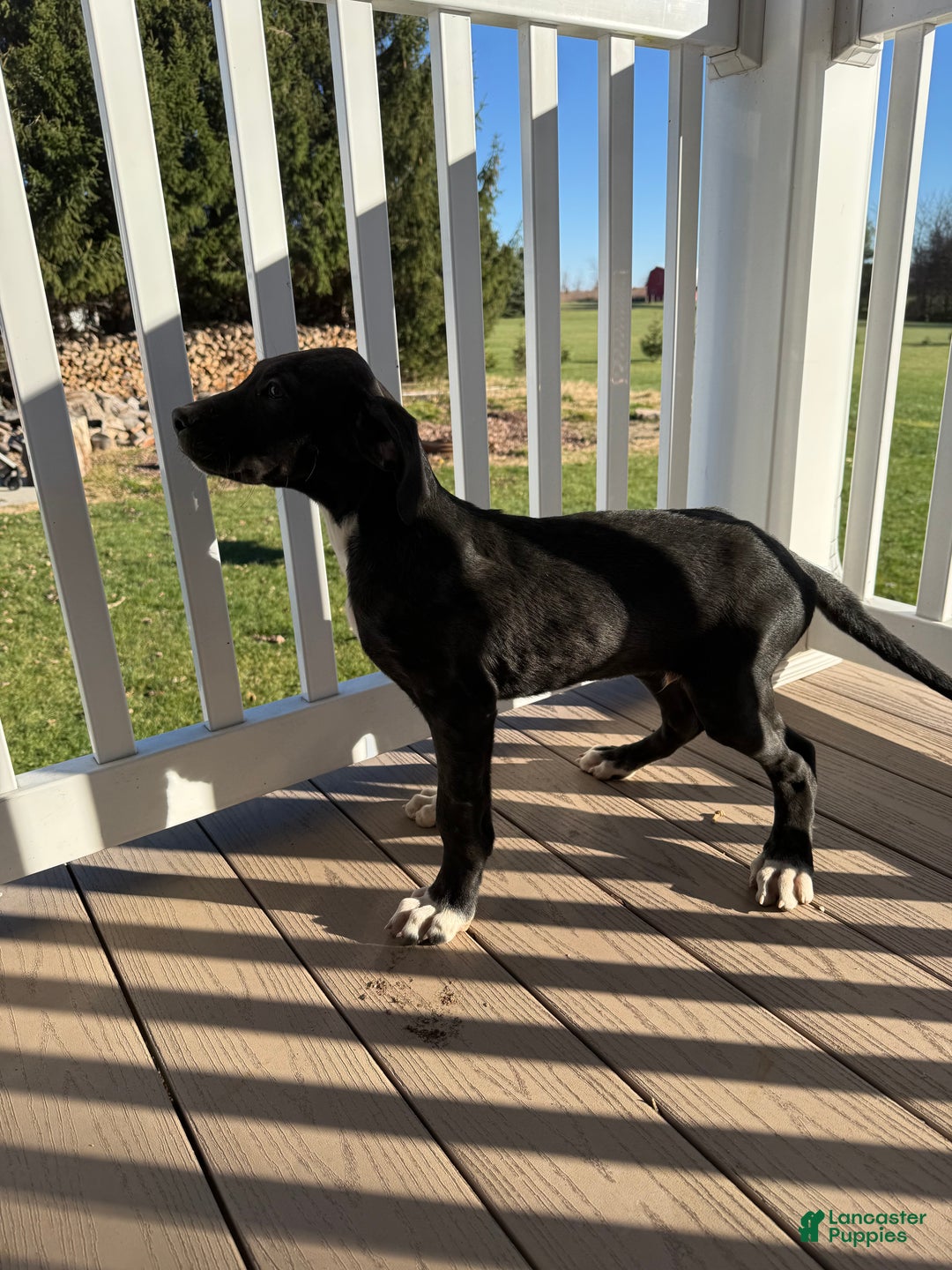 Mixed Breed dogs for sale: Buck - Ad 1