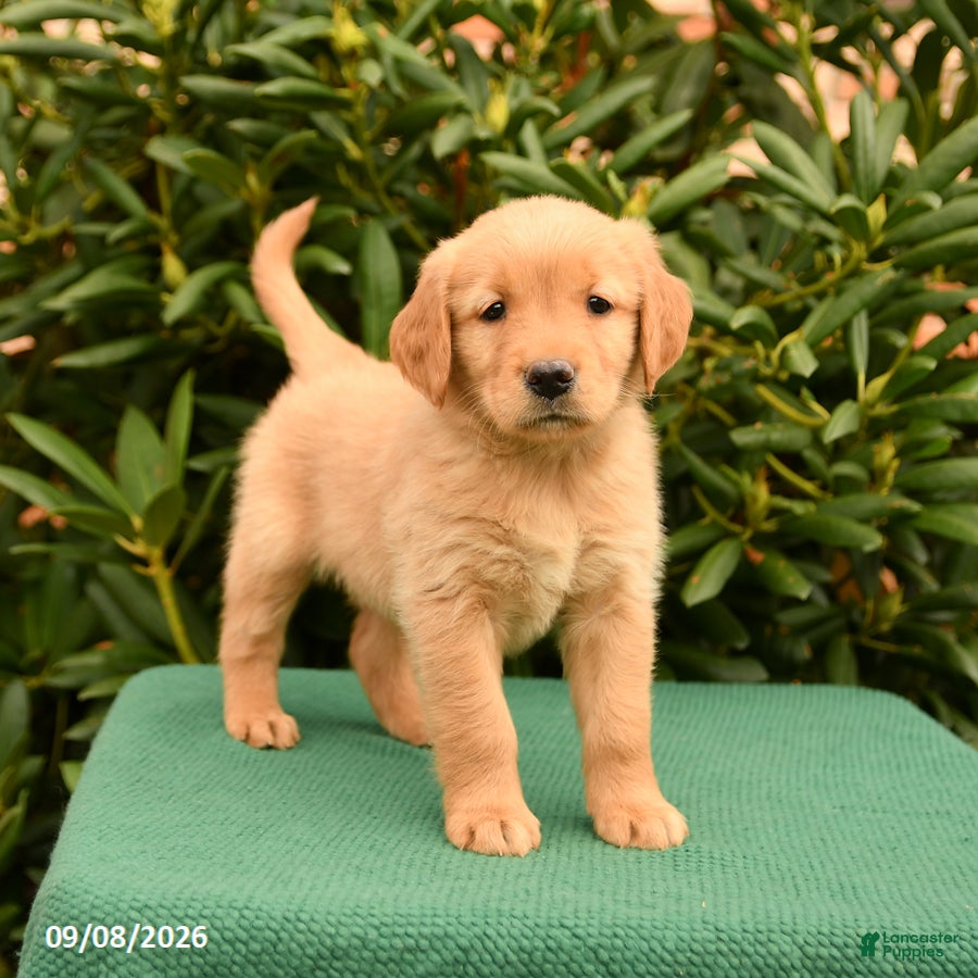 Golden Retriever dogs Nevada - Ad 1