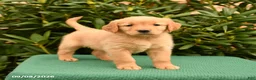 Golden Retriever dogs for sale: Nevada - Ad 1
