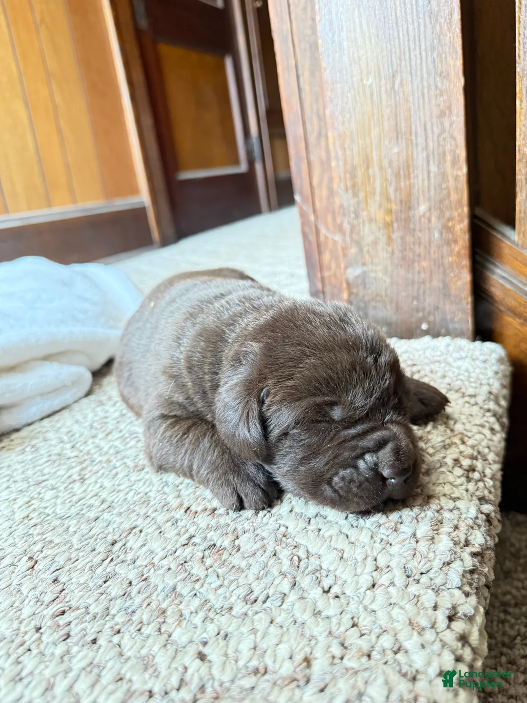 Labrador Retriever dogs for sale: Labrador Retriever Puppy 11 - Ad 1