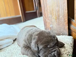 Labrador Retriever dogs for sale: Labrador Retriever Puppy 11 - Ad 3