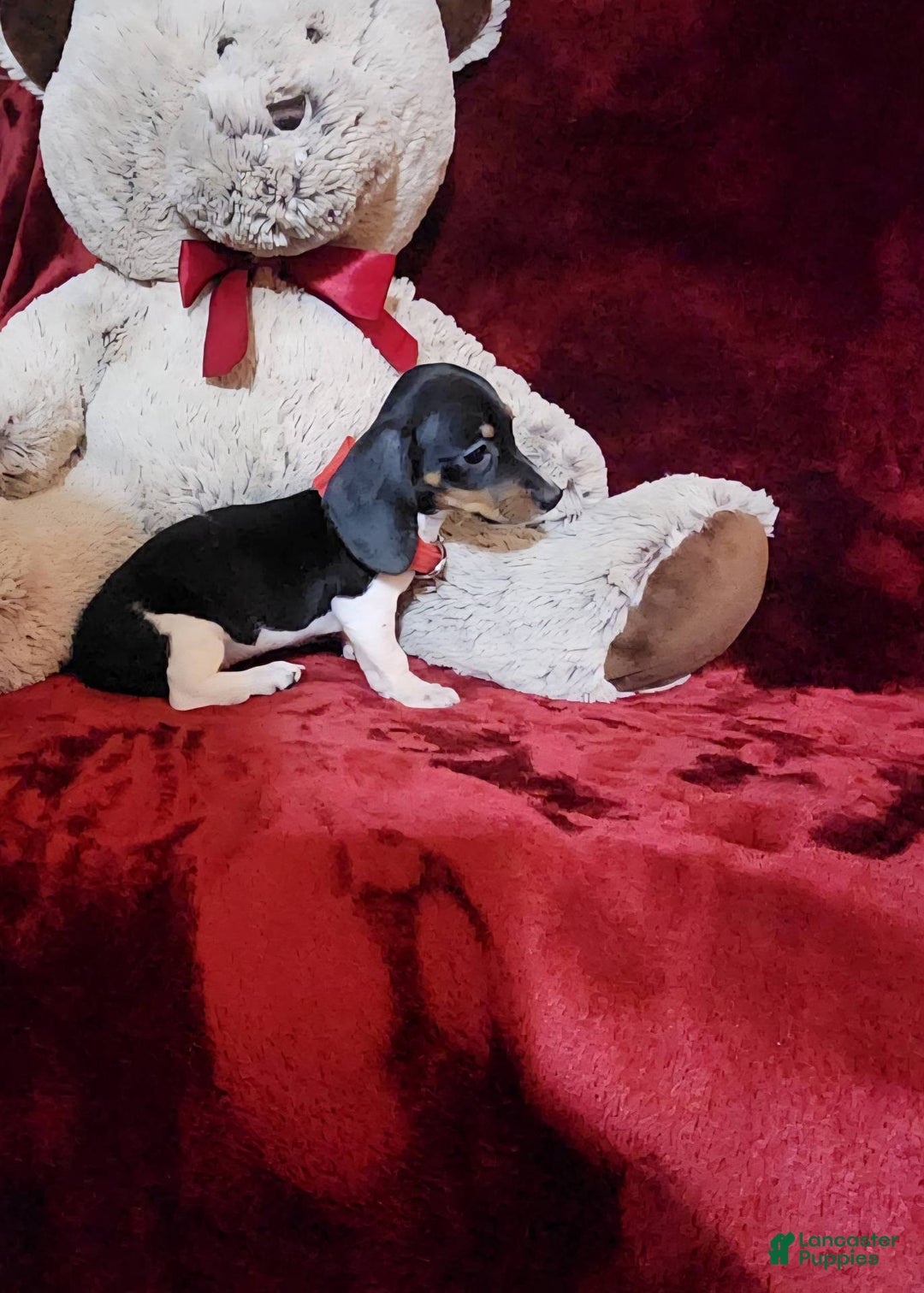 Miniature Dachshund dogs for sale: CHEYENNE - Ad 5