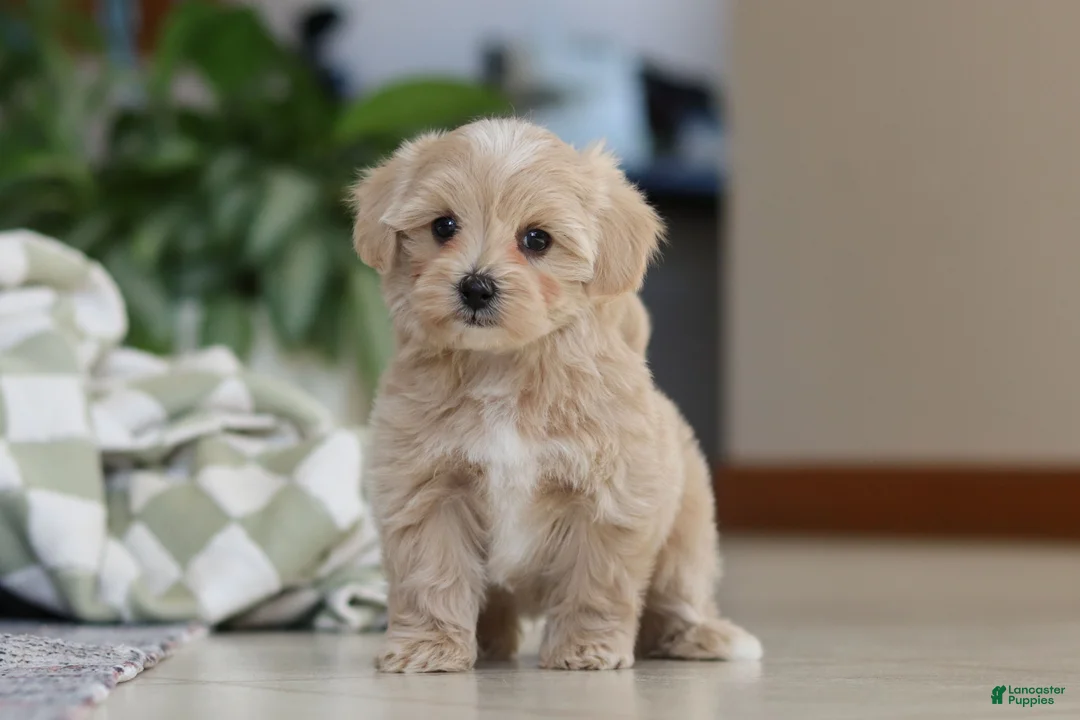 Maltipoo dogs for sale: Waffles - Ad 8