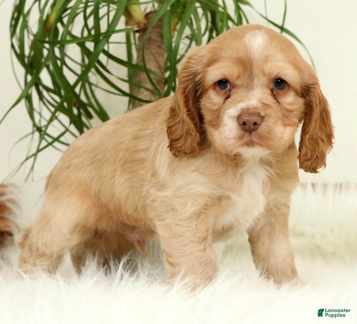 Cocker Spaniel dogs Thunder - Ad 2
