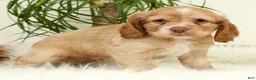 Cocker Spaniel dogs for sale: Thunder - Ad 2