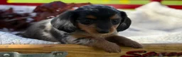 Miniature Dachshund dogs for sale: Bonnie - Ad 4