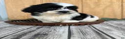 Teddy Bear dogs for sale: Lucas - Ad 3