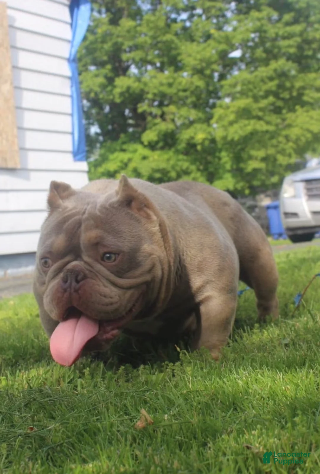 American Bully dogs for sale: Lilo - Ad 2