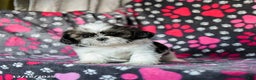 Shih Tzu dogs for sale: Mint - Ad 5