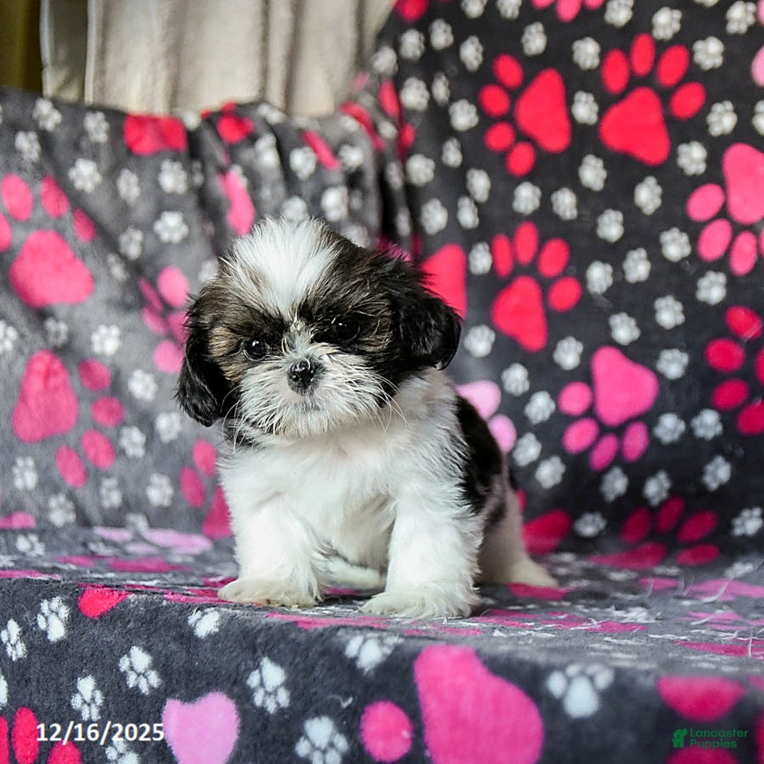 Shih Tzu dogs for sale: Mint - Ad 5