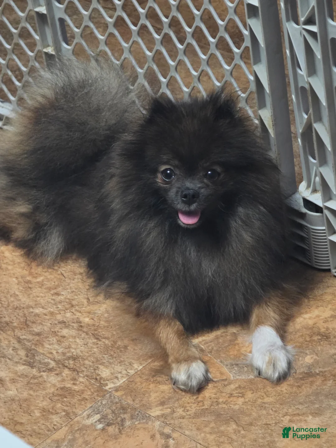 Pomeranian dogs for sale: Akc Buffy  - Ad 6