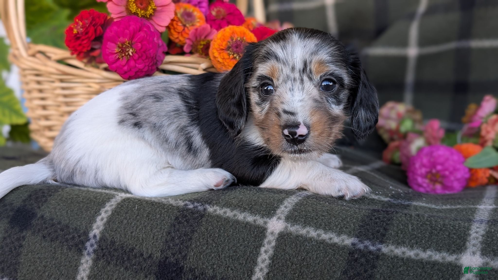 Dachshund dogs Theo  - Ad 1