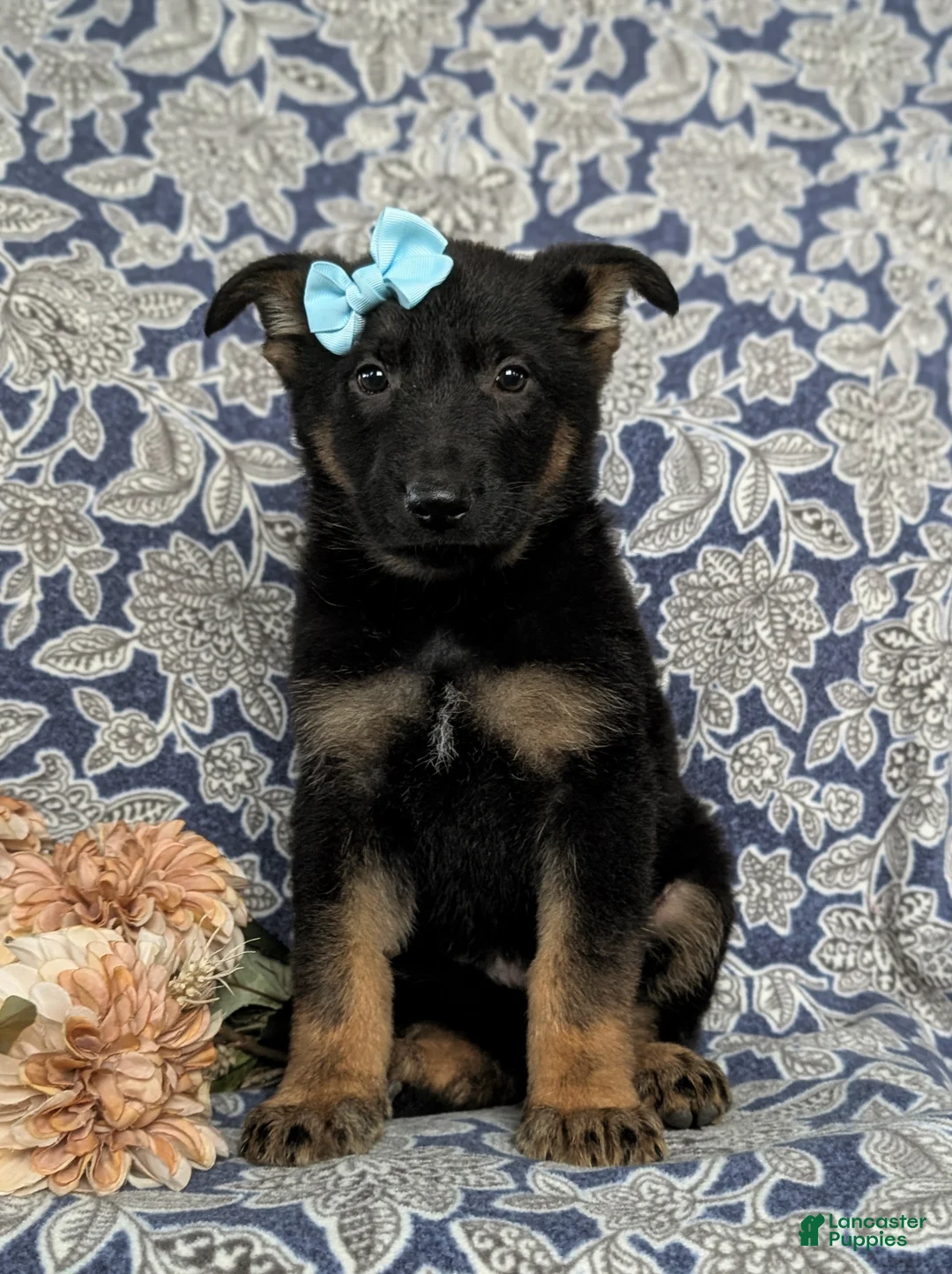 German Shepherd dogs for sale: Deandra - Ad 2
