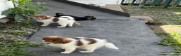 Mixed Breed dogs for sale: Mixed Breed 2 - Ad 2