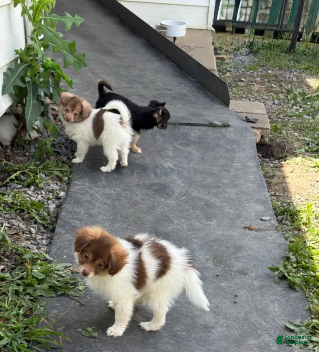 Mixed Breed dogs for sale: Mixed Breed 2 - Ad 2