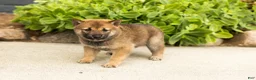 Shiba Inu dogs for sale: Brent  - Ad 2