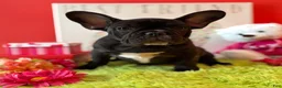 French Bulldog dogs for sale: French Bulldog Puppy 1 - Ad 5
