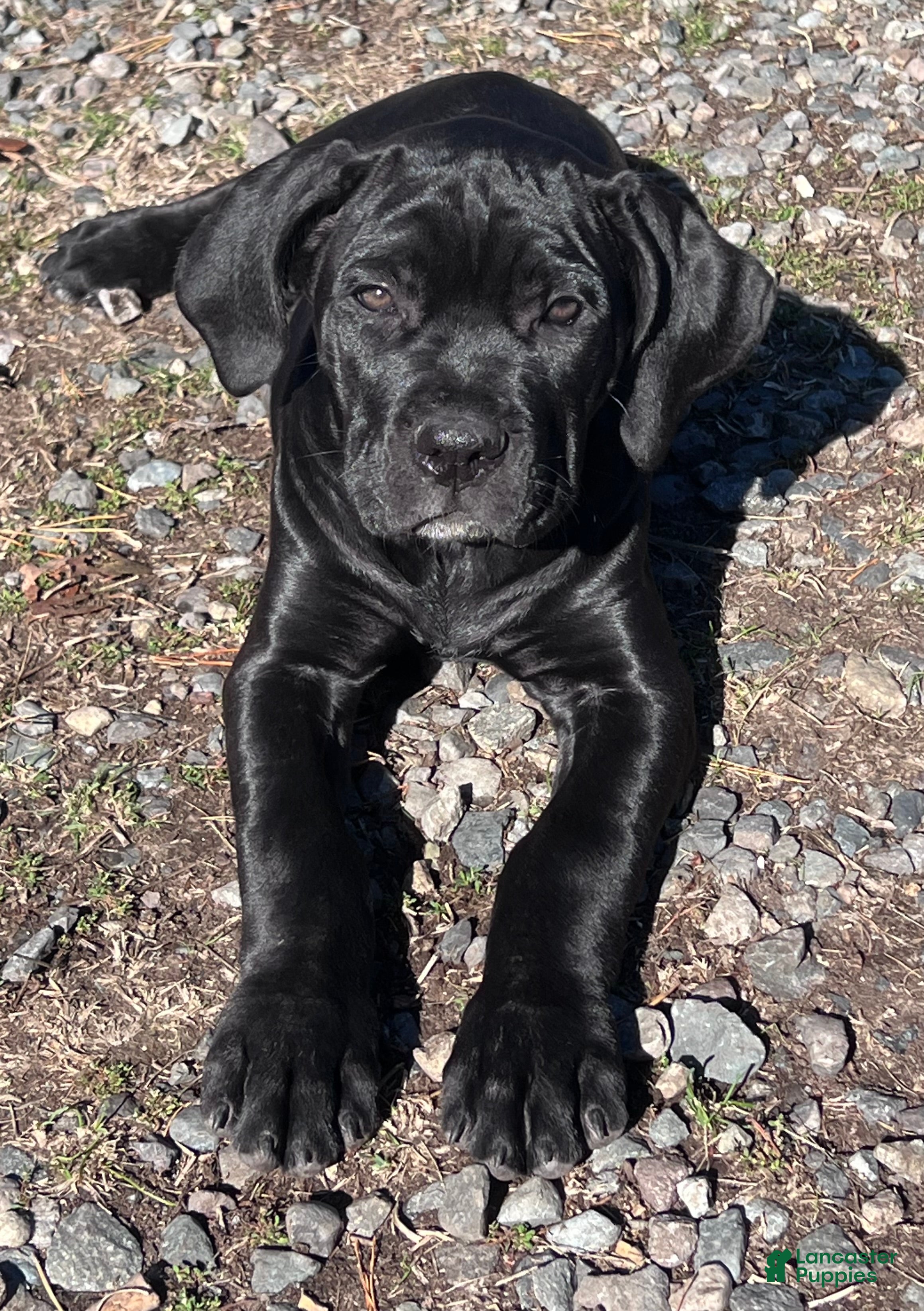 Cane Corso dogs Isla - Ad 33