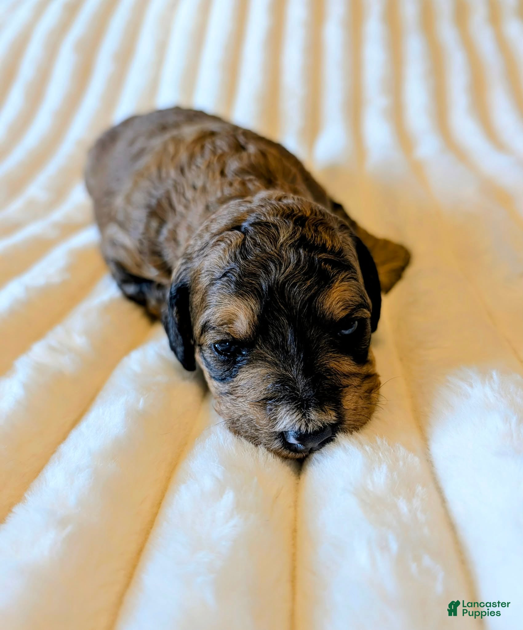 Bernedoodle dogs The Sweet Snuggler - Ad 2