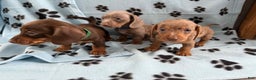 Miniature Dachshund dogs for sale: Miniature Dachshund Puppy 6 - Ad 3