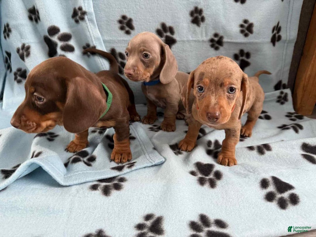 Miniature Dachshund dogs for sale: Miniature Dachshund Puppy 6 - Ad 3