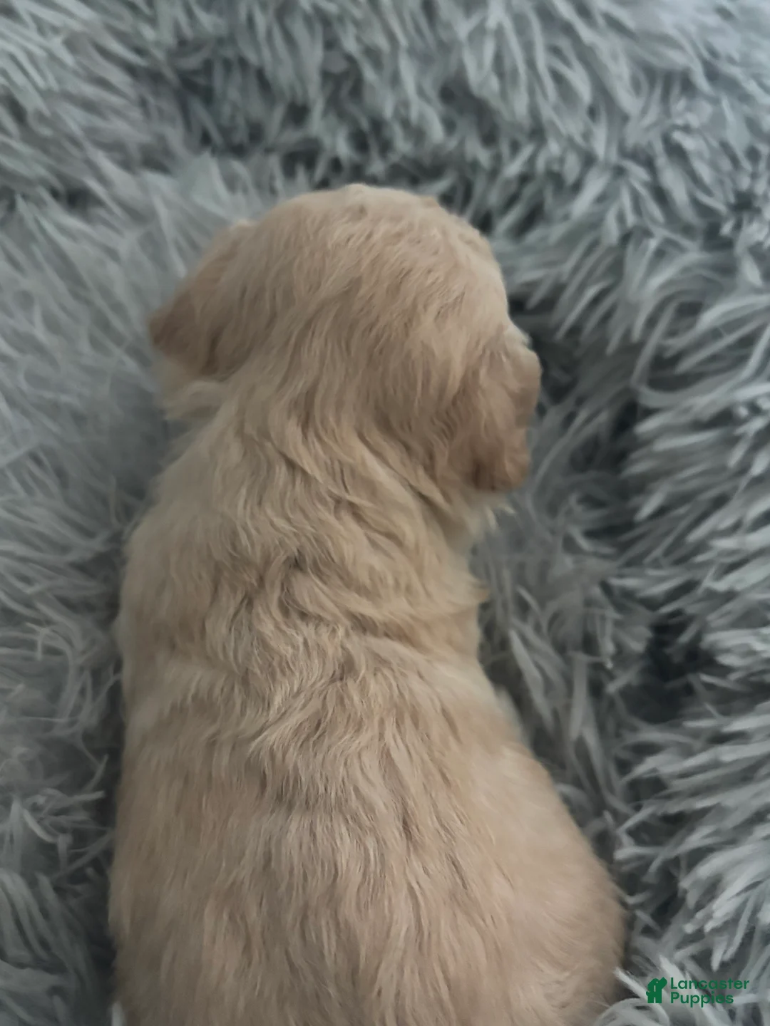 Maltipoo dogs for sale: Margaret - Ad 2