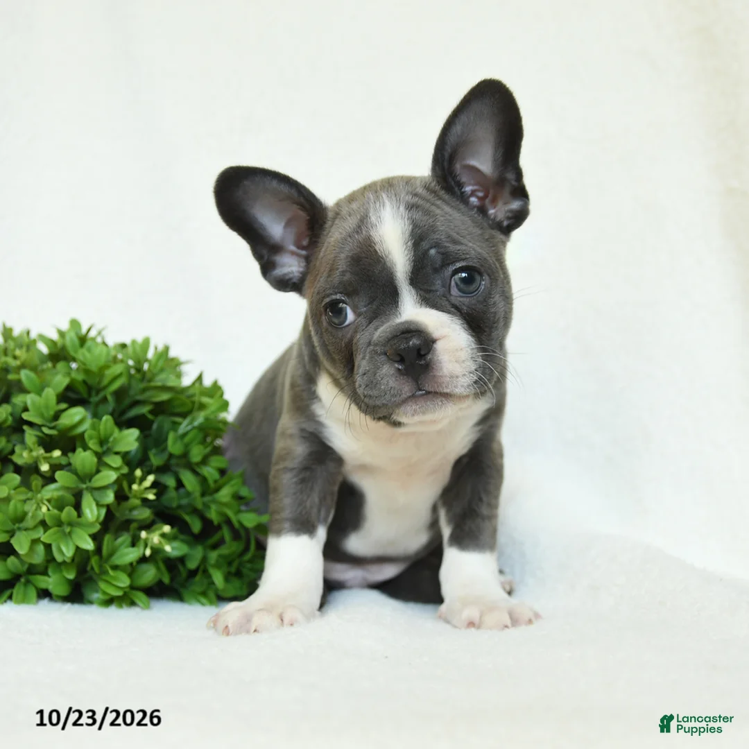 Boston Terrier dogs for sale: Griffin - Ad 5