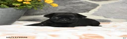 Pug dogs for sale: Dumpling - Ad 4