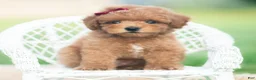 Toy Poodle dogs for sale: Milo AKC - Ad 5