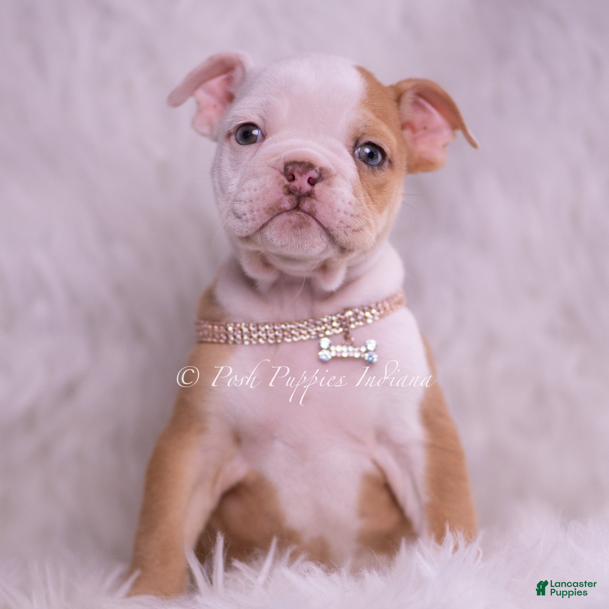 English Bulldog dogs Anastasia - Ad 1