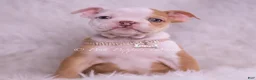 English Bulldog dogs for sale: Anastasia - Ad 1
