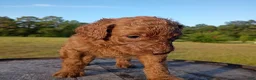 Goldendoodle dogs for sale: Ruby - Ad 3