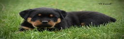 Rottweiler dogs for sale: Wendi - Ad 3