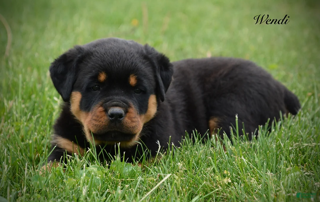 Rottweiler dogs for sale: Wendi - Ad 3