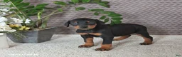 Doberman Pinscher dogs for sale: Maya  - Ad 5