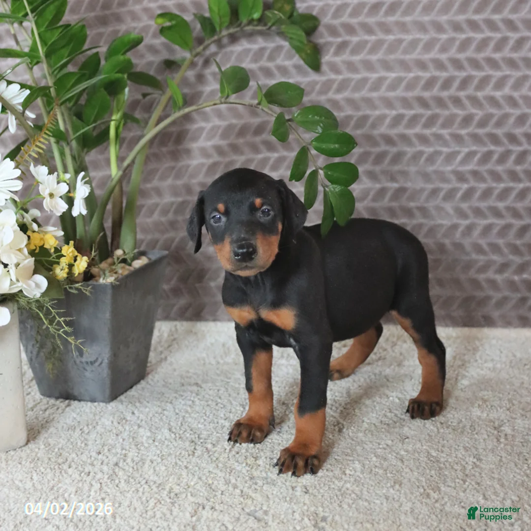 Doberman Pinscher dogs for sale: Maya  - Ad 5