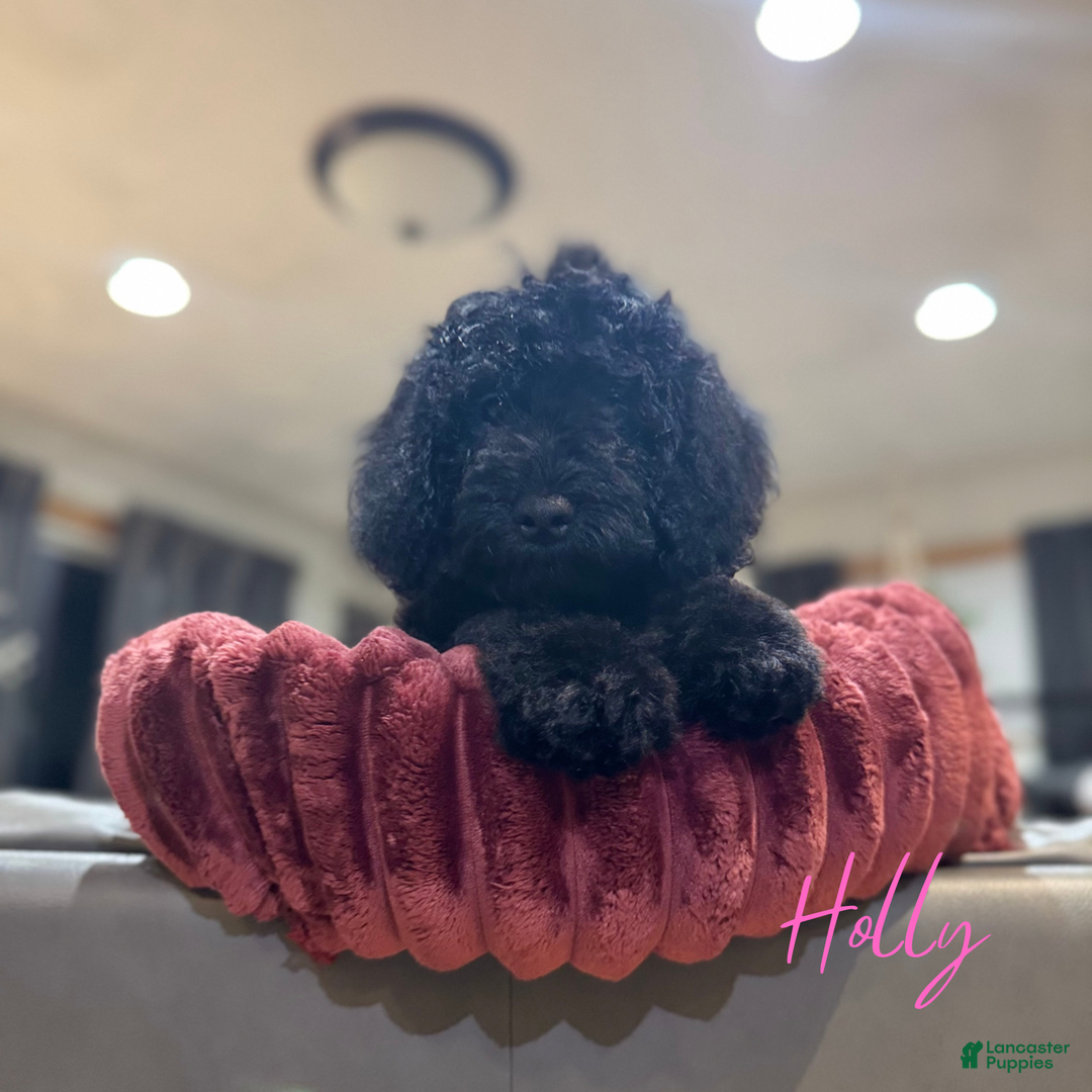 Mini Goldendoodle dogs for sale: Mini Goldendoodle Puppy 1 - Ad 13