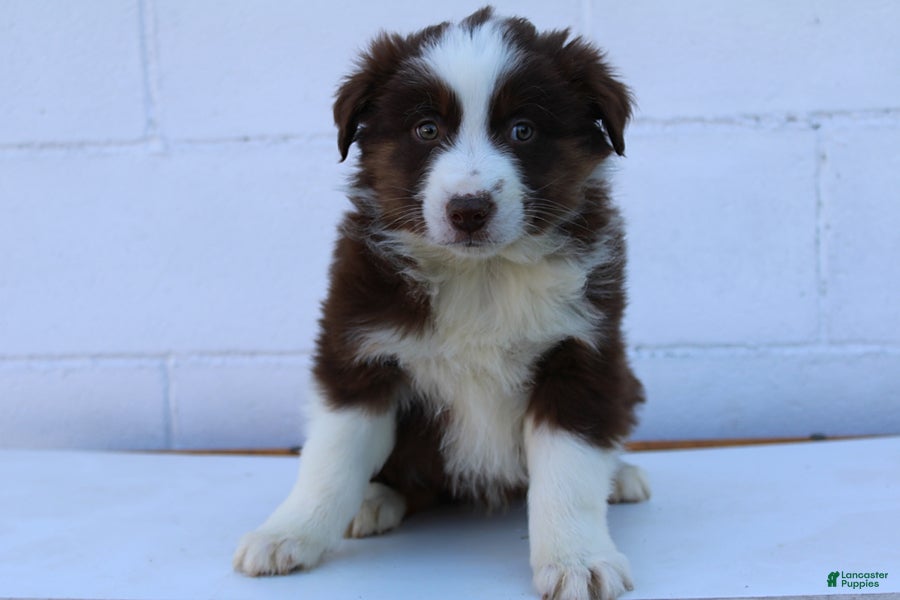 Australian Shepherd dogs Smokey - Ad 1