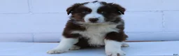 Australian Shepherd dogs for sale: Smokey - Ad 1