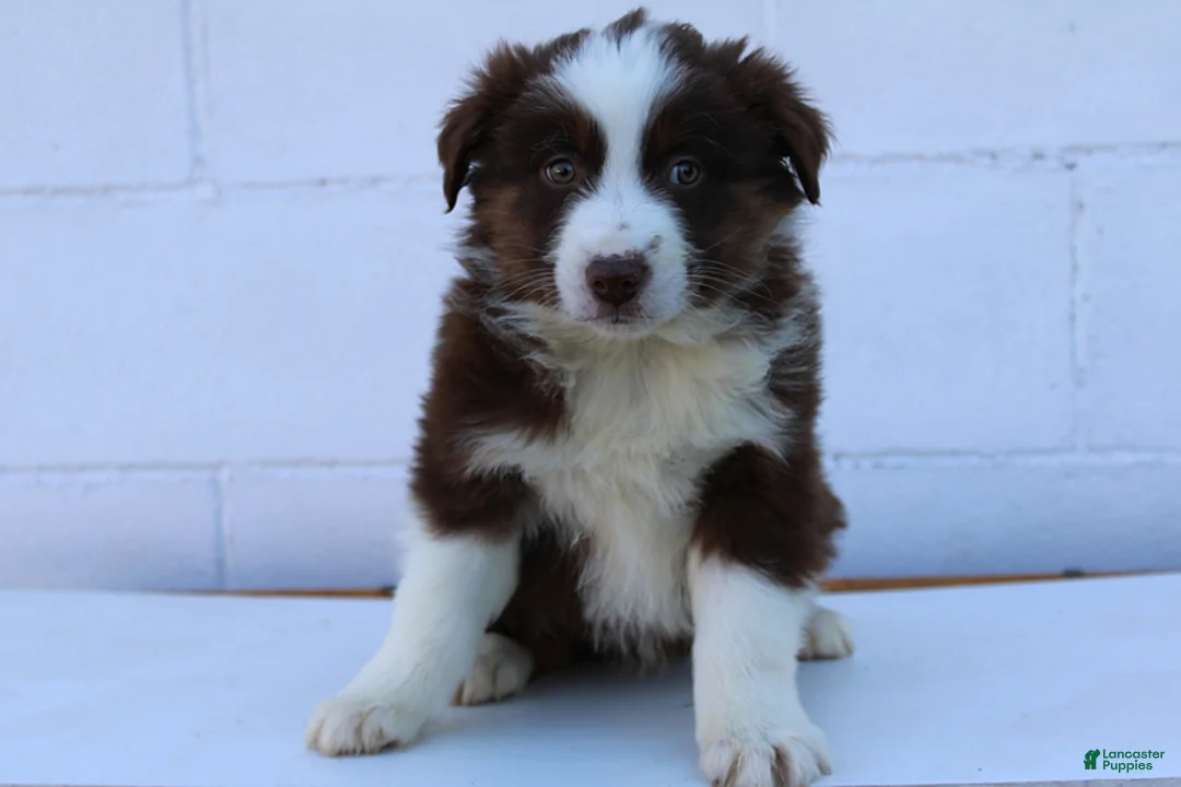 Australian Shepherd dogs for sale: Smokey - Ad 1