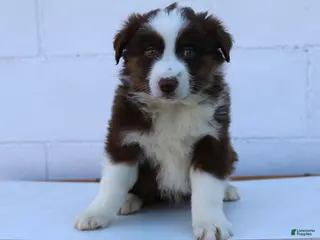 Australian Shepherd dogs for sale: Smokey - Ad 3