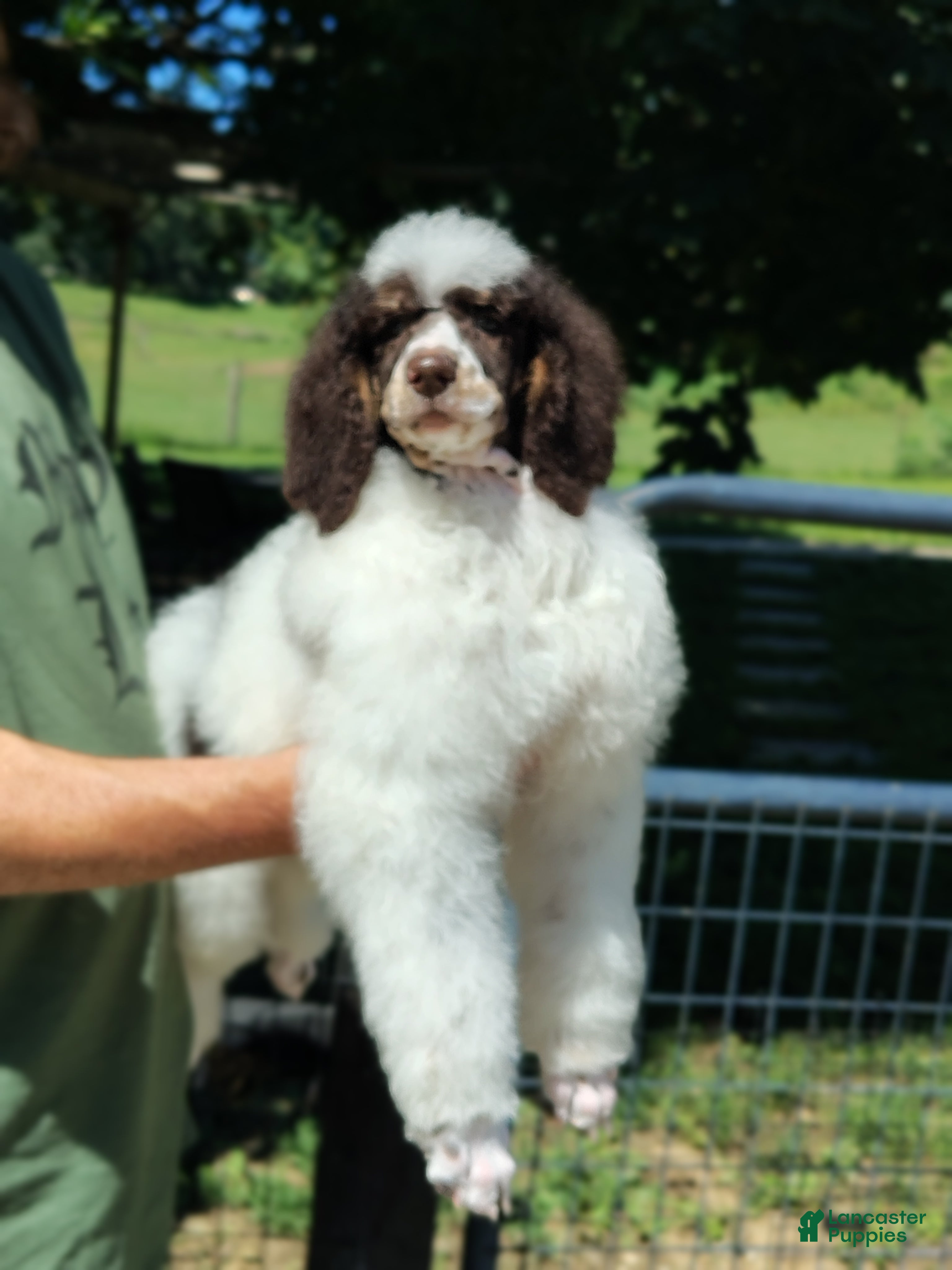 Standard Poodle dogs Cutlass  - Ad 2